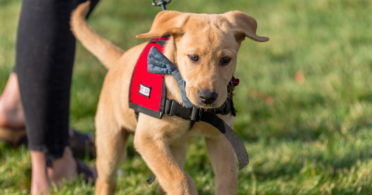 Dog owners 'waste energy' with training mistake expert sees 'all the time' 15 Dog owners ‘waste energy’ with training mistake expert sees ‘all the time’
