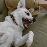 Dog trainer says there are 3 things you must do if your pet is a ‘nightmare’ at home