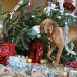 Dog trainer reveals trick that will make your pets ‘ignore’ the Christmas tree