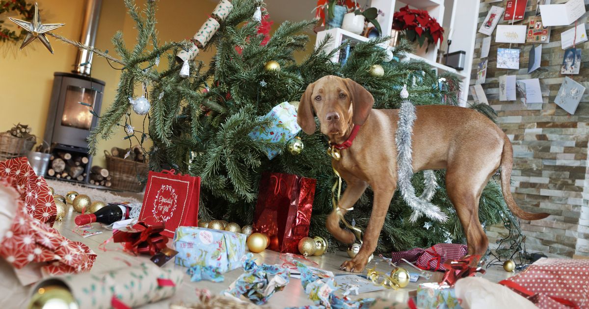 Dog trainer reveals trick that will make your pets 'ignore' the Christmas tree 3 Dog trainer reveals trick that will make your pets 'ignore' the Christmas tree