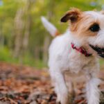 UK dog owners are raising pets wrong way as top trainer says follow his ‘crazy’ method