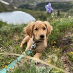 Meet Obie, Winter Park’s newest avalanche dog in training