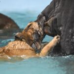 DVIDS – Images – RAFM MWDs perform first water-confidence training in tri-base, UK [Image 16 of 16]