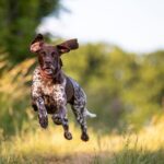150 Hunting Dog Names That Stand Out From the Pack