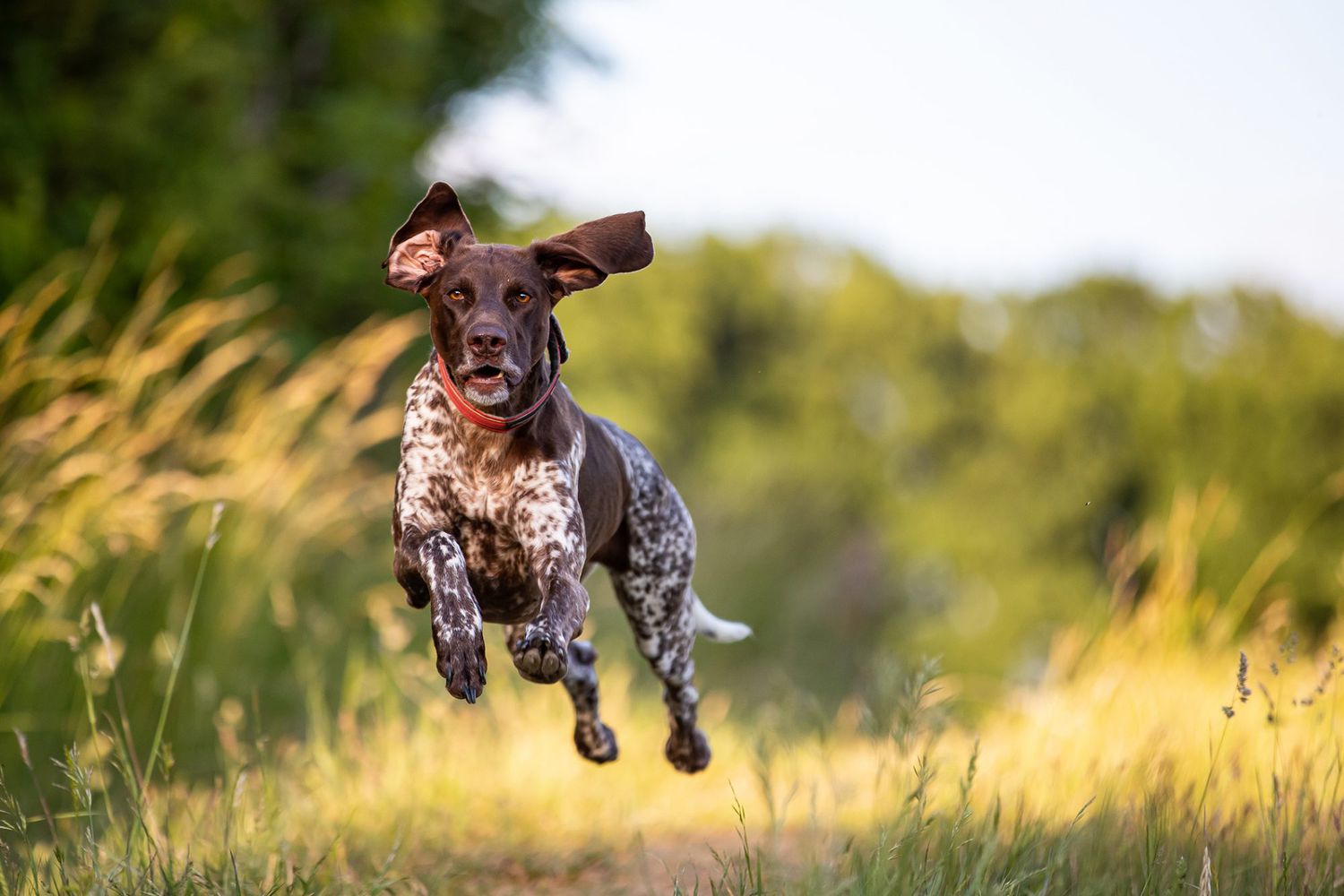 150 Hunting Dog Names That Stand Out From the Pack 1 150 Hunting Dog Names That Stand Out From the Pack