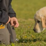 Top five family dog breeds named by trainer as Labradors miss out