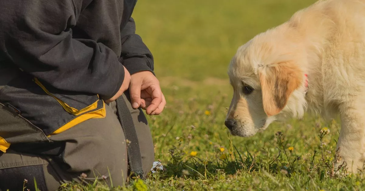 Top five family dog breeds named by trainer as Labradors miss out