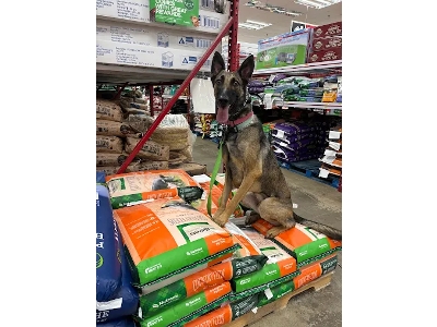 Sterling-Based Off Leash K9 Training Expands Dog Aggression Training Capacity Following Surge in Northern Virginia Demand 3 Sterling-Based Off Leash K9 Training Expands Dog Aggression Training Capacity Following Surge in Northern Virginia Demand