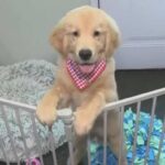 Believe in Dog training shares helpful tips to keep your dogs safe this holiday season