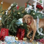 I’m a dog trainer and there’s simple method which makes pets ignore Christmas tree