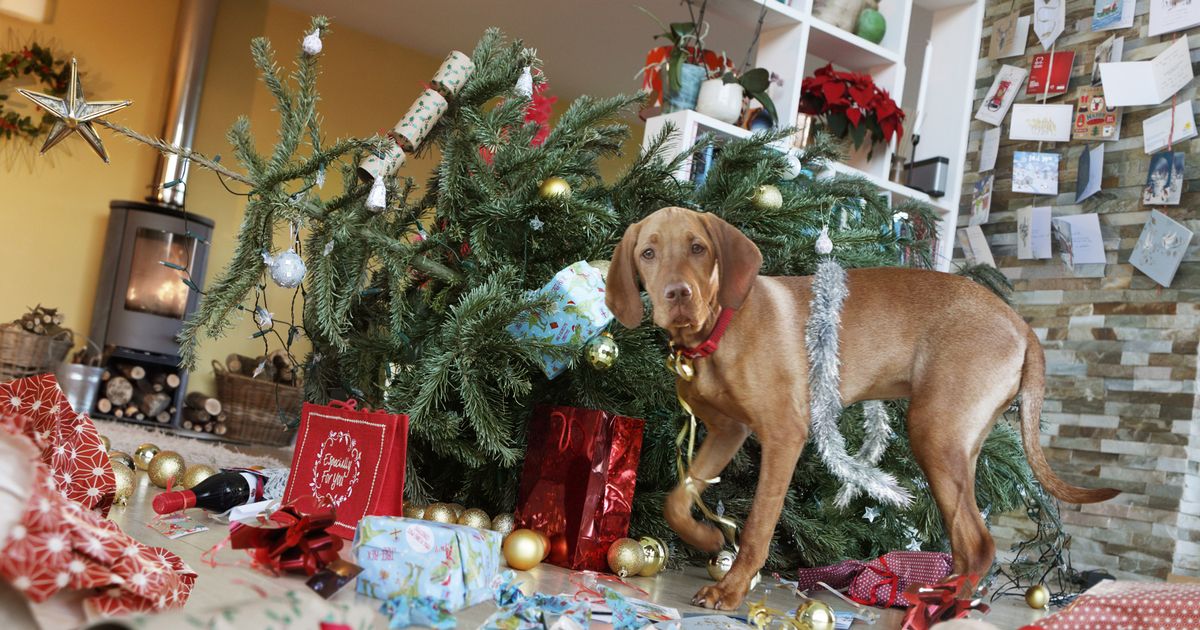 I'm a dog trainer and there's simple method which makes pets ignore Christmas tree
