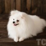 Dog trainers debunk the myth of authoritative dogs: 11 breeds with leadership qualities