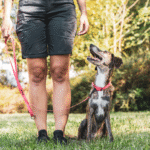 The 5 Most Common Dog Training Mistakes (and What to Do Instead)