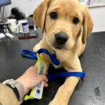 Adorable puppy Tiger from Guide Dogs’ ‘Baker’s Dozen’ litter pup arrives in Shropshire