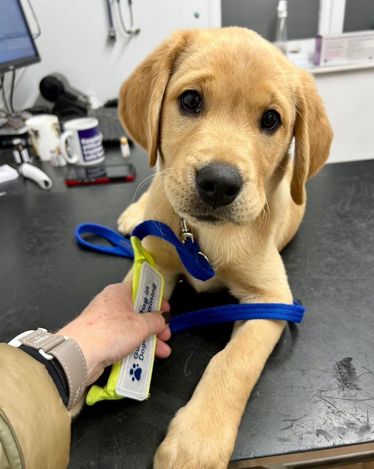 Adorable puppy Tiger from Guide Dogs’ ‘Baker’s Dozen’ litter pup arrives in Shropshire