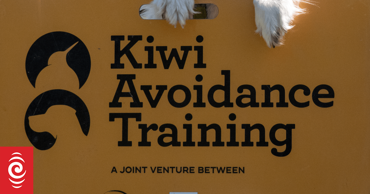 Demand for kiwi avoidance training for dogs soars 3 Demand for kiwi avoidance training for dogs soars