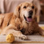 ‘I’m a dog trainer and these 5 breeds are best for families’