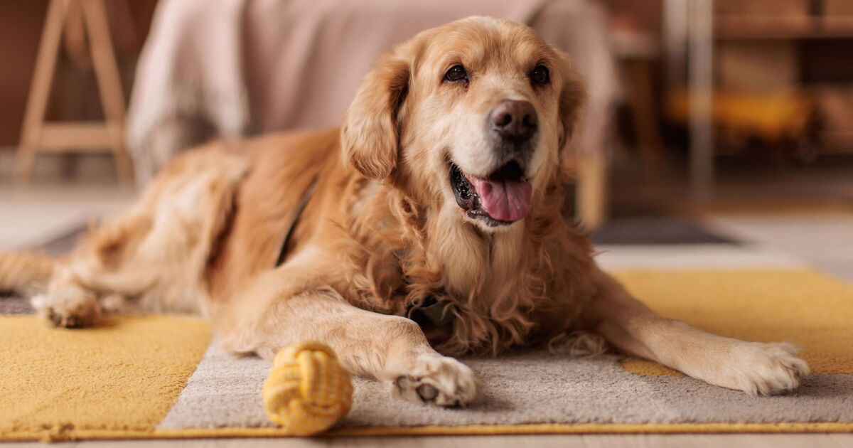 'I'm a dog trainer and these 5 breeds are best for families'