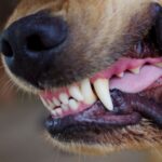 Dog trainer warns of 1 dog breed more likely to ‘bite’