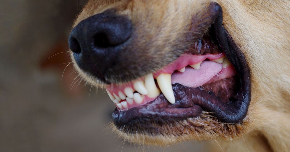 Dog trainer warns of 1 dog breed more likely to ‘bite’