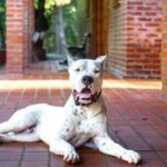 Dog trainer warns three breeds are ‘worst’ for families