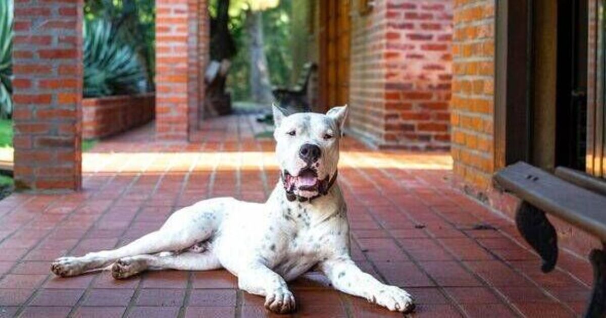 Dog trainer warns three breeds are 'worst' for families