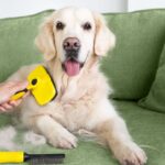 Pet expert’s top 5 dog breeds that don’t ‘shed or smell’