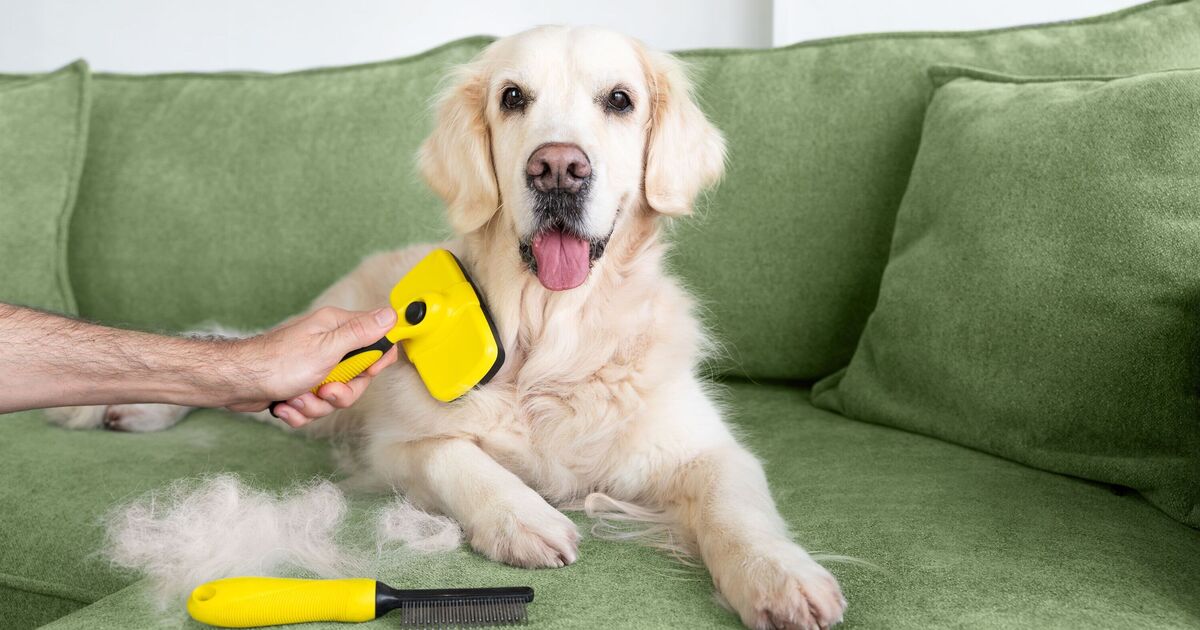 Pet expert's top 5 dog breeds that don't 'shed or smell'