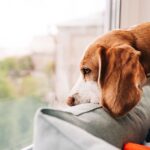 Dog trainer urges owners to enforce key rule from day 1