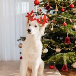 Do 1 thing now to ‘make pets ignore Christmas tree and decorations’