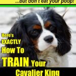 Cavalier King Charles…