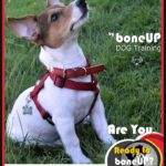 Jack Russell Puppy…