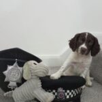 Adorable Cocker Spaniel puppy joins Lancashire Police team