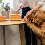 Cocker Spaniel Training as Gluten-Detection Dog Goes Viral