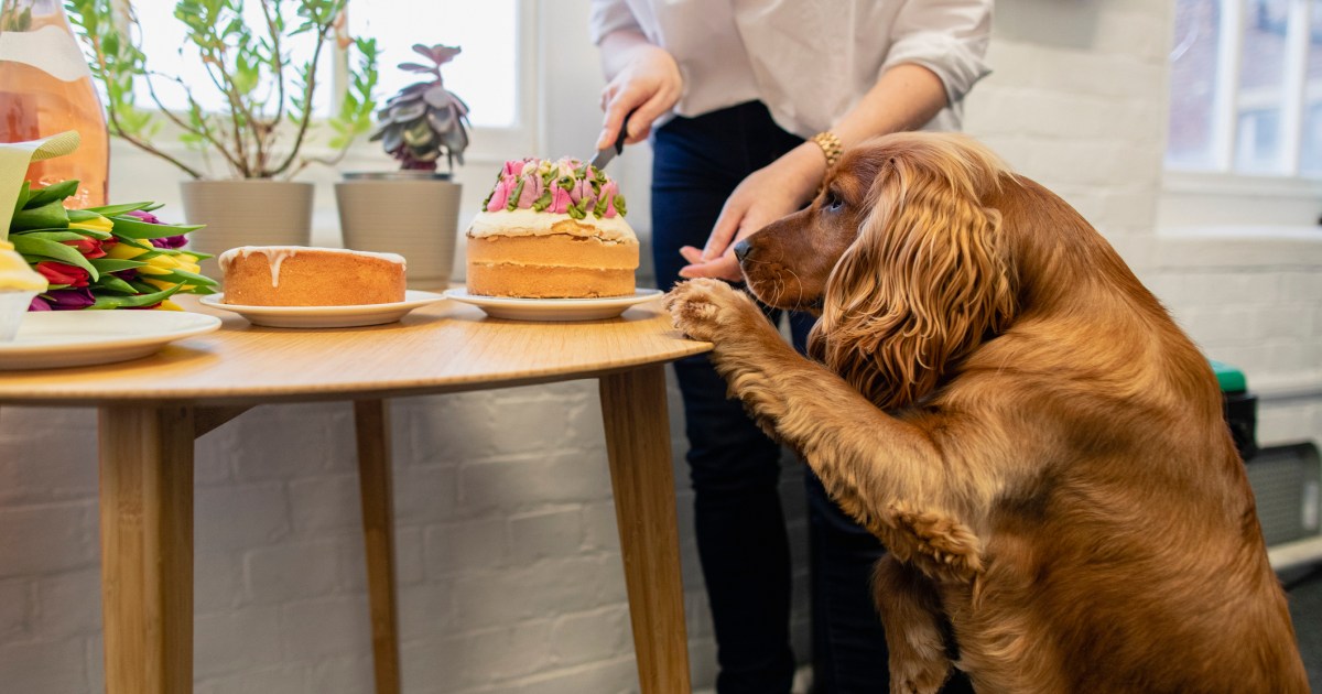 Cocker Spaniel Training as Gluten-Detection Dog Goes Viral