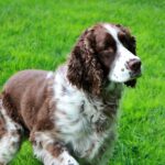 Cost of an English Springer Spaniel Puppy by US Region [2025]
