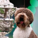 Crufts 2025: your ultimate guide to the greatest dog show in the world