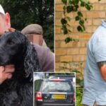 Crufts trainer left three dogs to die in hot car for seven hours, court hears