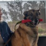 Military Working Dog Dani A248 Retires After 7 Years of Service at Vandenberg Space Force Base