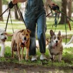 Derbyshire dog trainer says breed he ‘hates’ – even though it’s cute