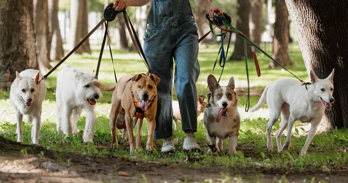Derbyshire dog trainer says breed he 'hates' - even though it's cute 15 Derbyshire dog trainer says breed he ‘hates’ – even though it’s cute
