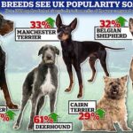 Do you know your Gordon Setter from your Deerhound? Rare dog breeds soar in popularity in the UK this year, report reveals