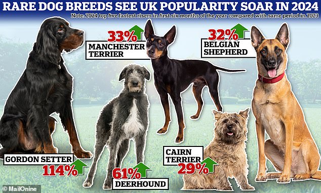 Do you know your Gordon Setter from your Deerhound? Rare dog breeds soar in popularity in the UK this year, report reveals