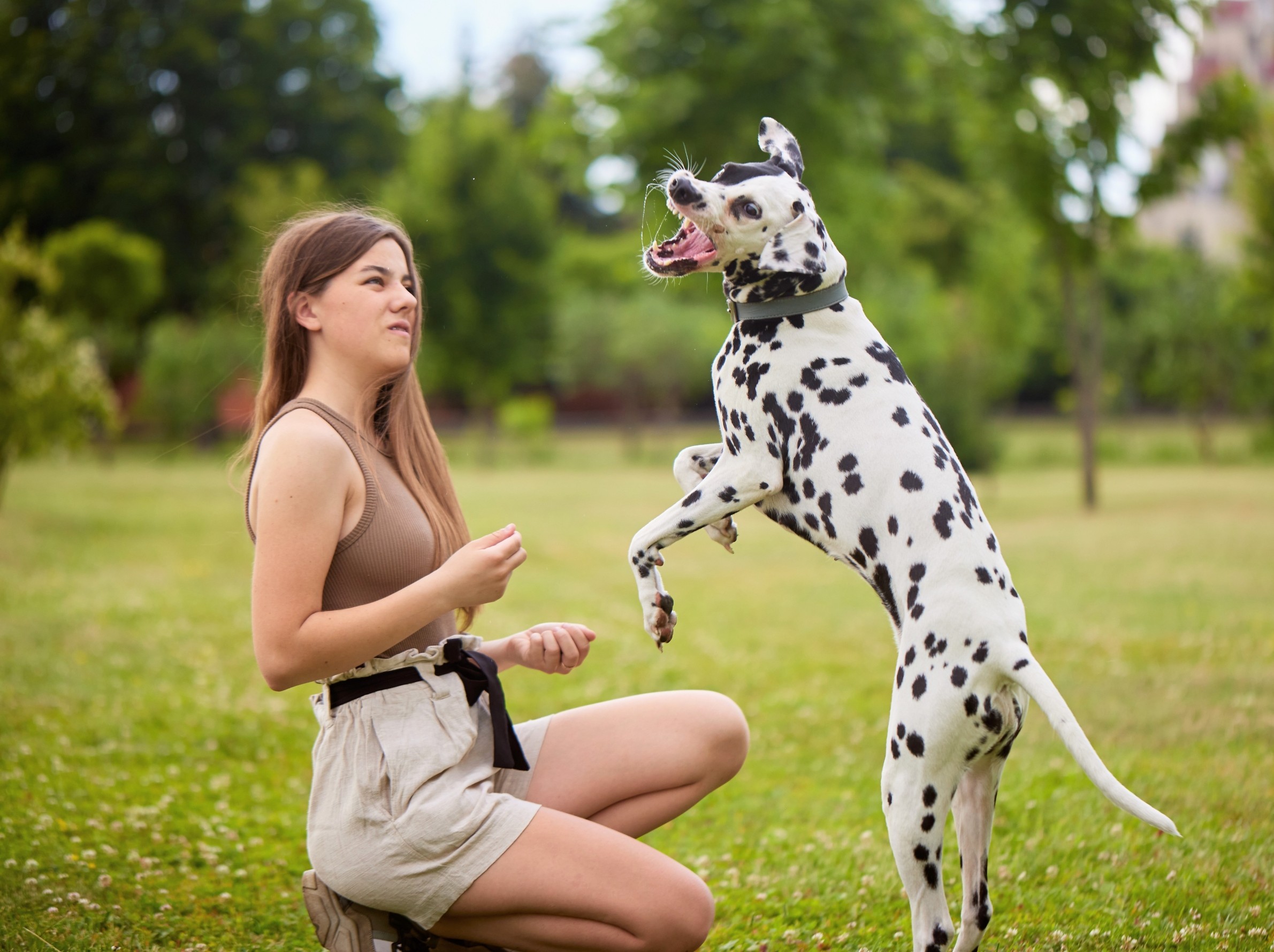 Dog 'ADHD' impacts learning, but small changes can help