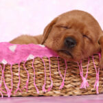 Dog names for girls, 100 options from Apple to Zenya to christen your pup