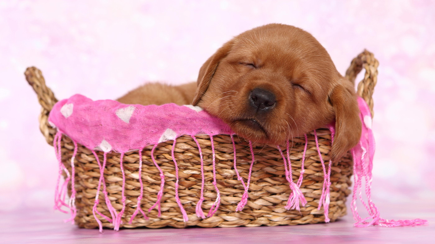 Dog names for girls, 100 options from Apple to Zenya to christen your pup