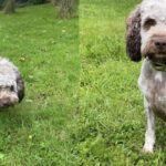 Dogs Trust Cumbria: Spaniel Cross Stout needs a new home