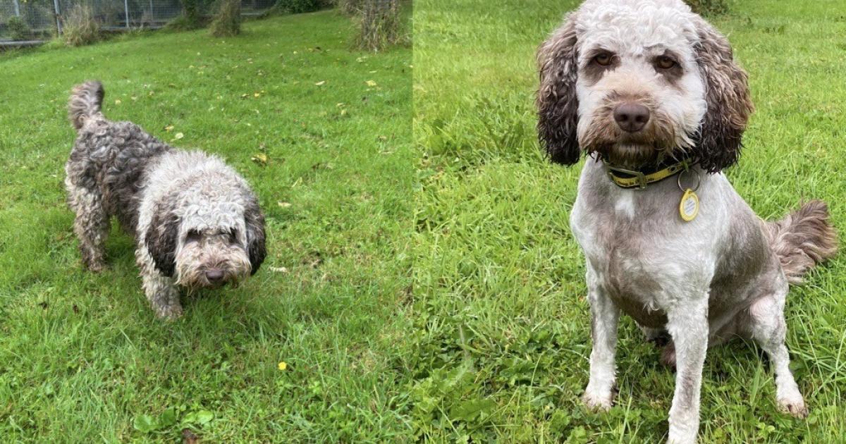 Dogs Trust Cumbria: Spaniel Cross Stout needs a new home 1 Dogs Trust Cumbria: Spaniel Cross Stout needs a new home