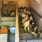 Dogs rescued from squalor now fighting crime in Manchester