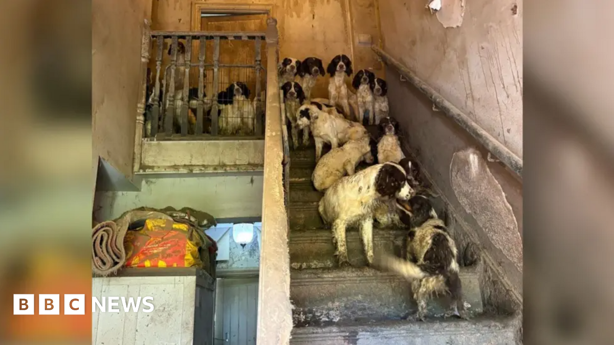 Dogs rescued from squalor now fighting crime in Manchester